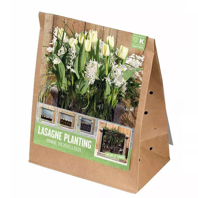 LASAGNE PLANTING WHITE X 30