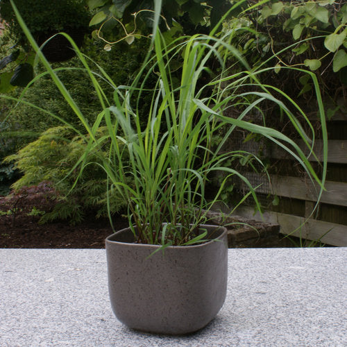 Lemon-Grass-Potted