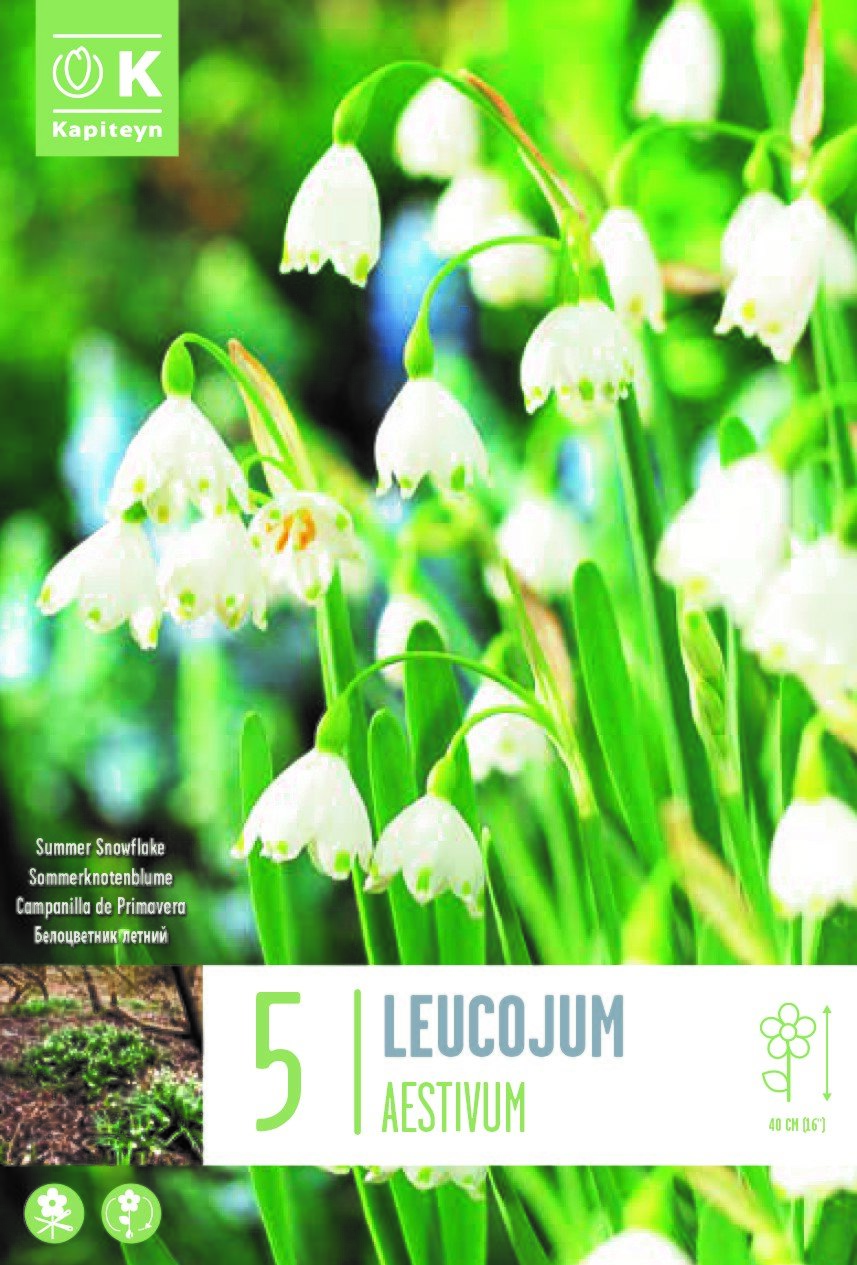 LEUCOJUM AESTIVUM X 5