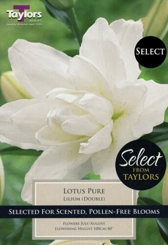 SE LILIUM LOTUS PURE 3