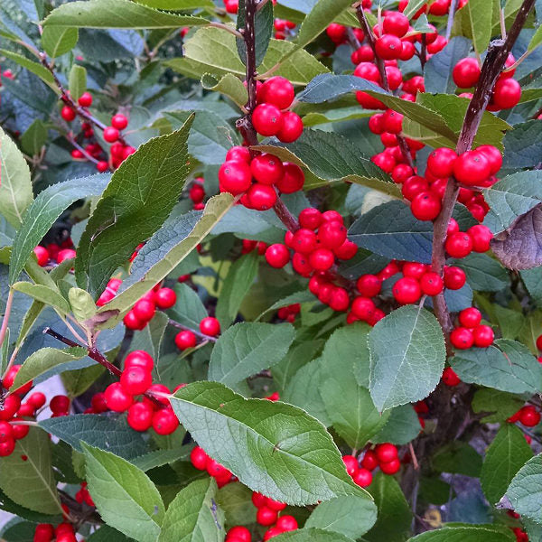 Ilex verticillata Magical Berry  60-80 CM