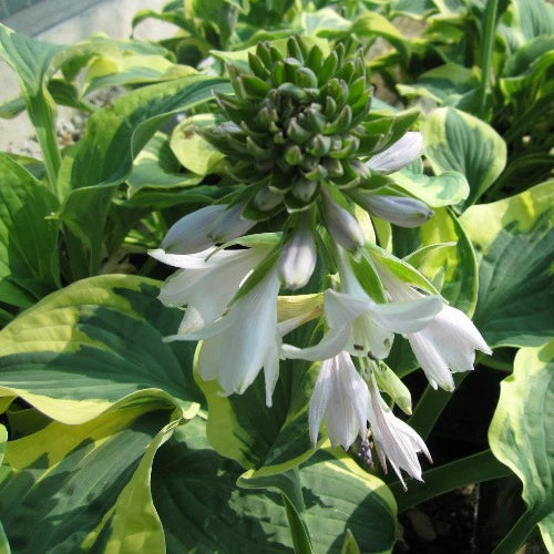 Hosta Wide Brim