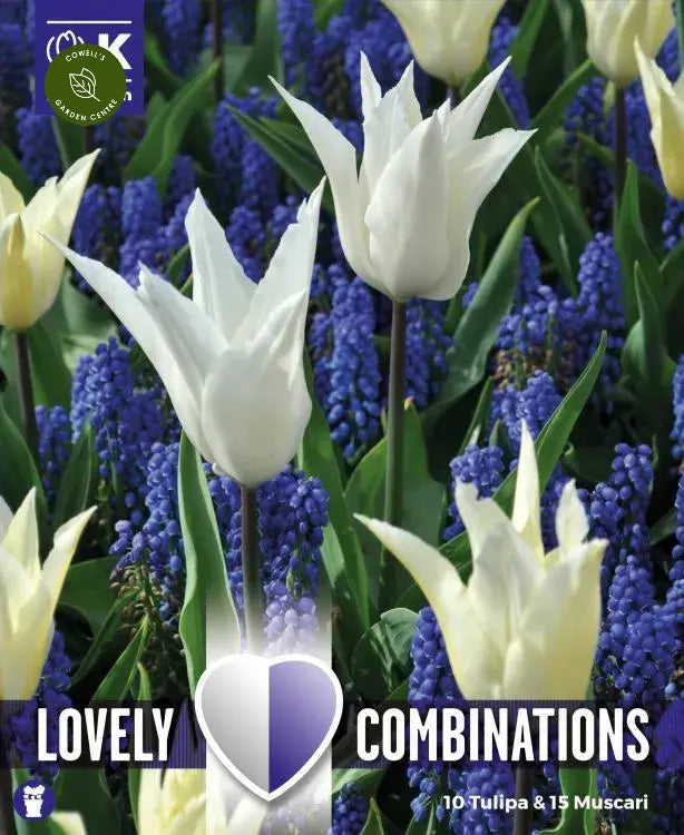 COMBI TULIP & MUSCARI x 25