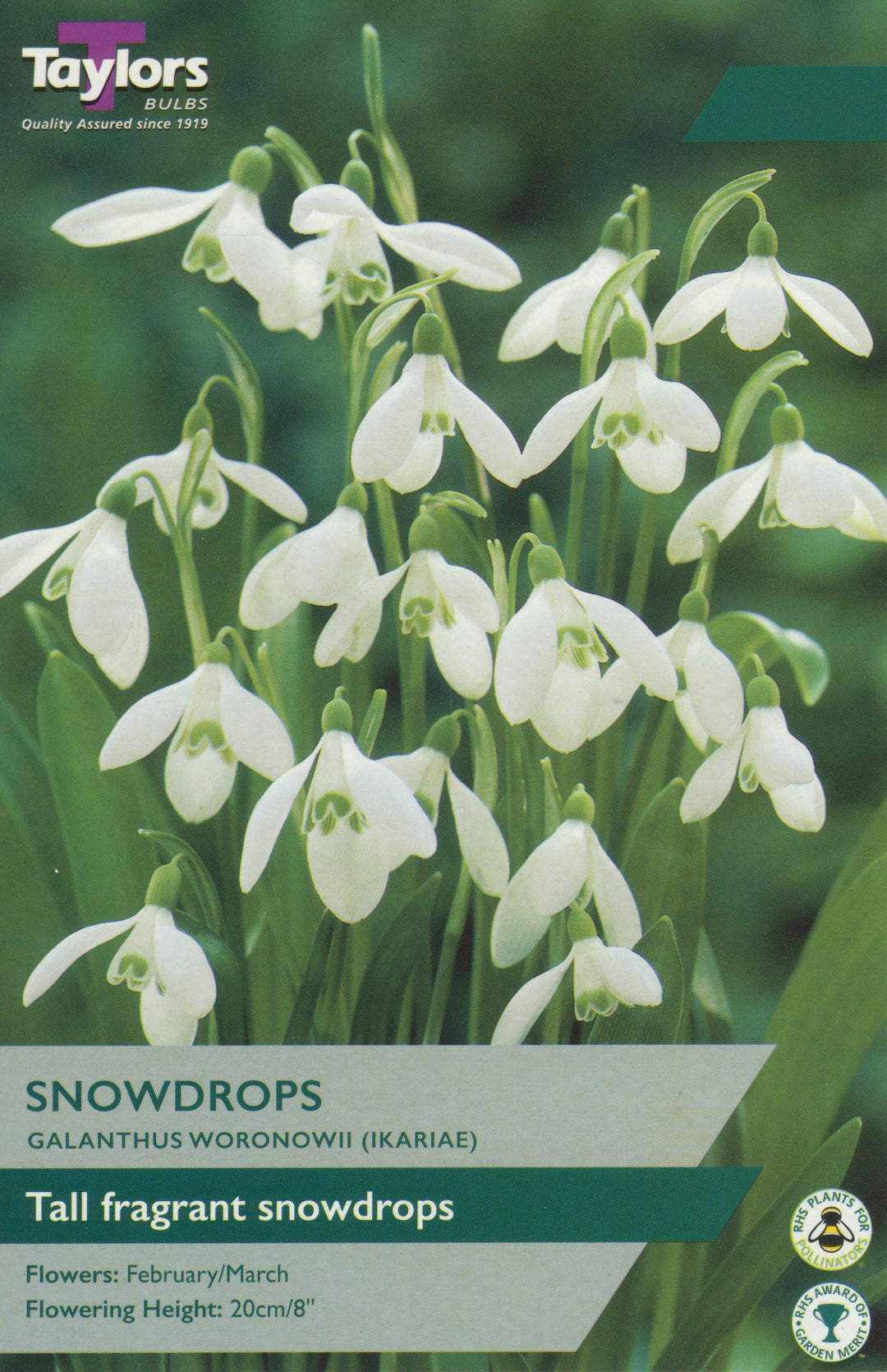 SNOWDROPS (GALANTHUS WORONOWII)