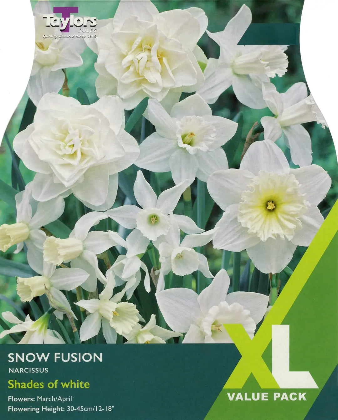 NARCISSUS SNOW FUSION x 15