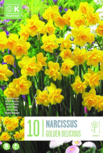 NARCISSUS GOLDEN DELICIOUS X 10