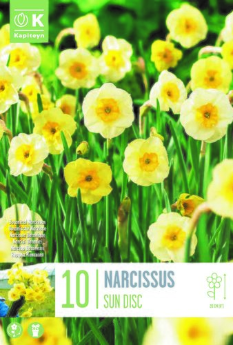 NARCISSUS SUNDISC X 10