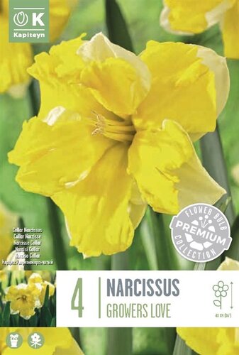 PREM NARCISSUS COLLAR GROWERS LOVE X 4