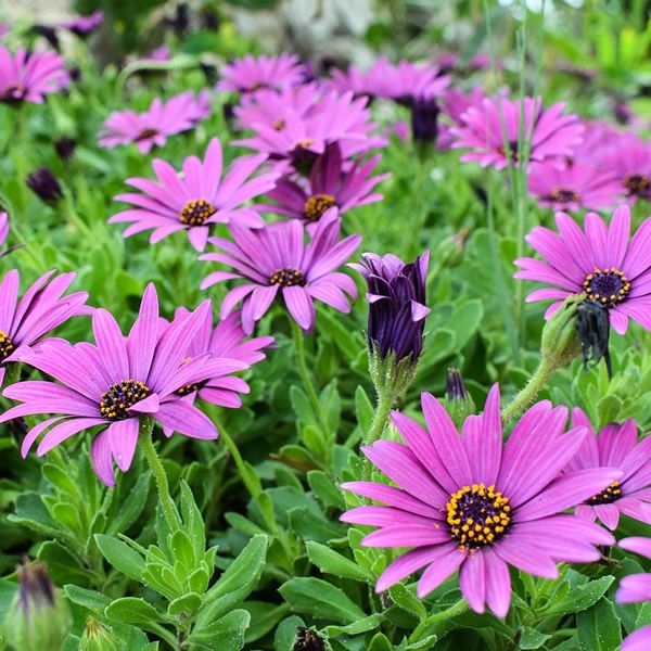 Osteospermum Summer Pink