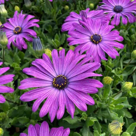 Osteospermum Flower Power Blue