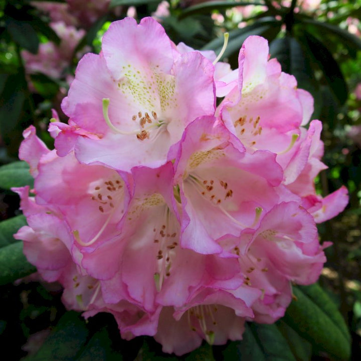 Rhododendron Hybr.Brigitte III