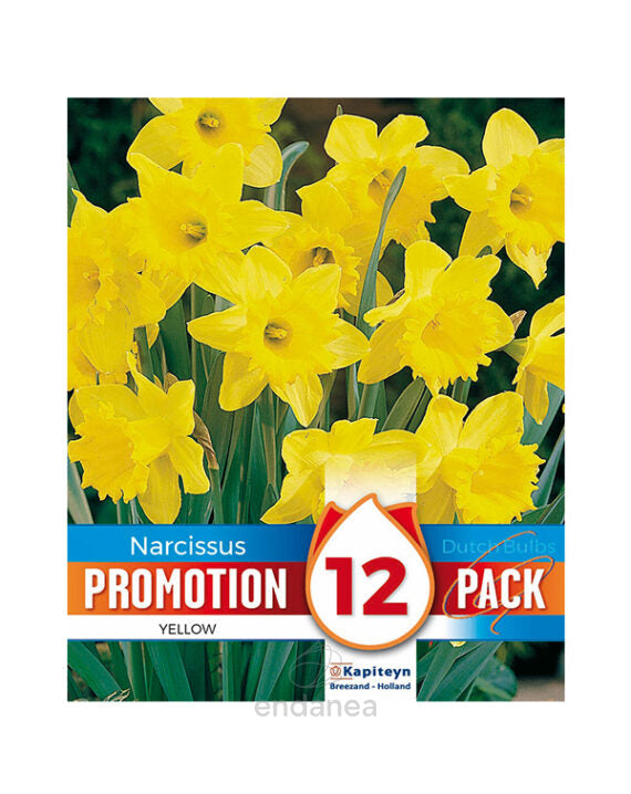 PROMO NARCISSUS YELLOW x 12