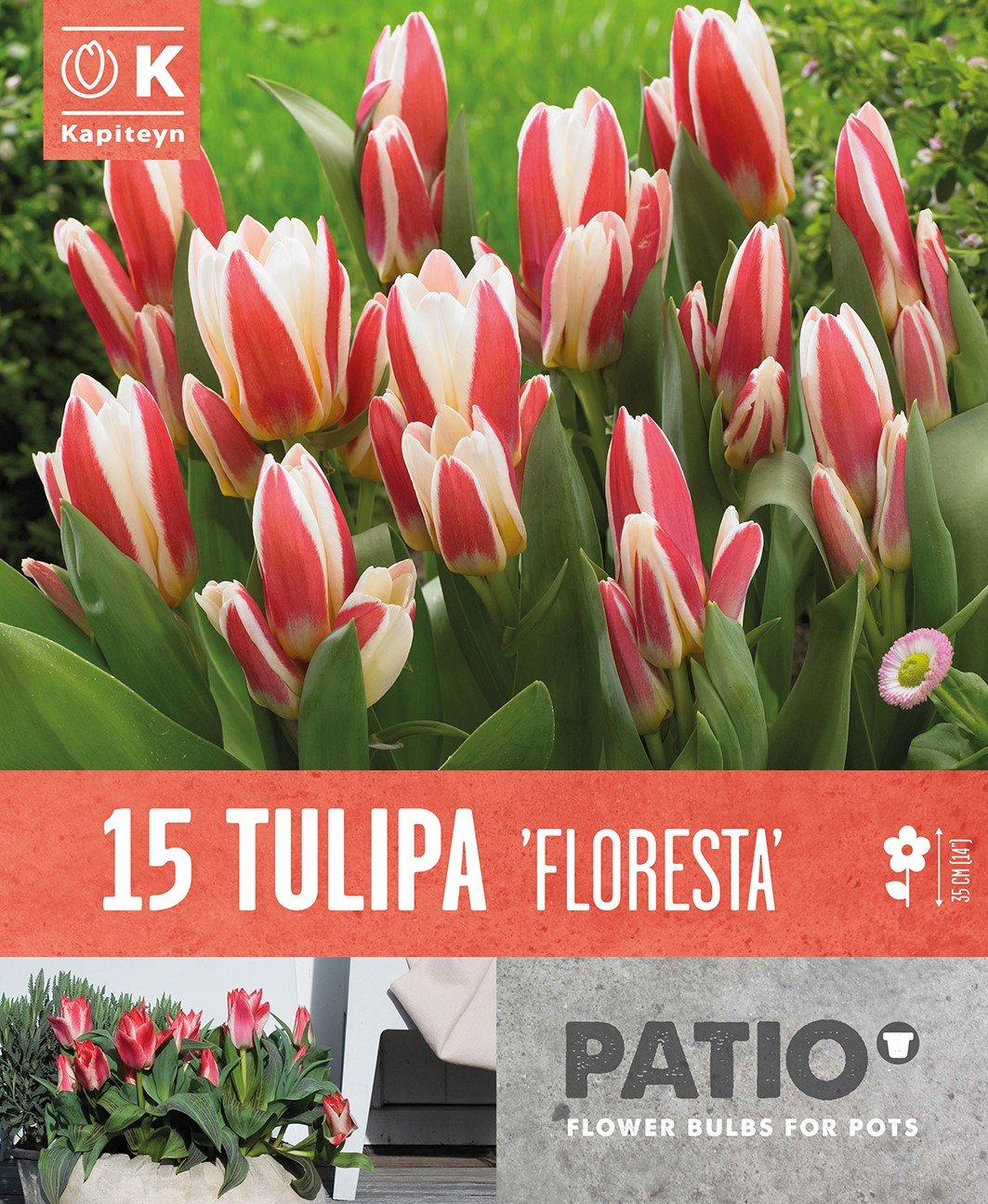 PATIO CONTAINER TULIPA FLORESTA X 15