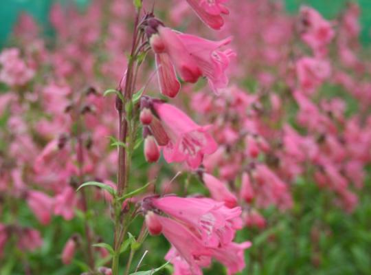 PENSTEMON Hewells Pink