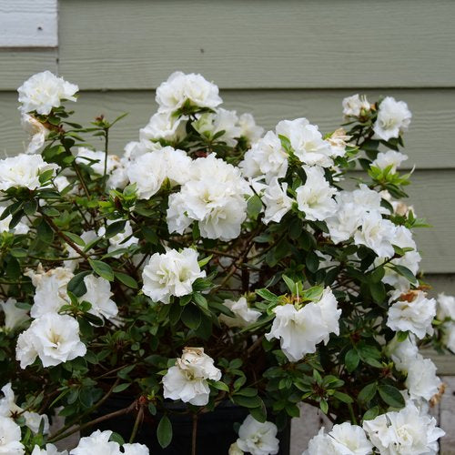 Azalea-Simsii-Mix-white