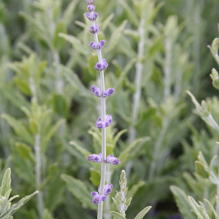 Russian Sage (Perovskia Little Spire)