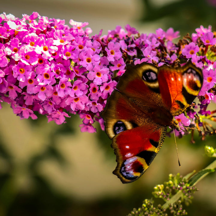 Buddleia Butterfly Candy Pink