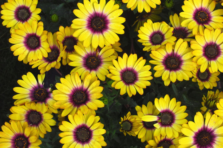 Osteospermum Blue Eyed Beauty