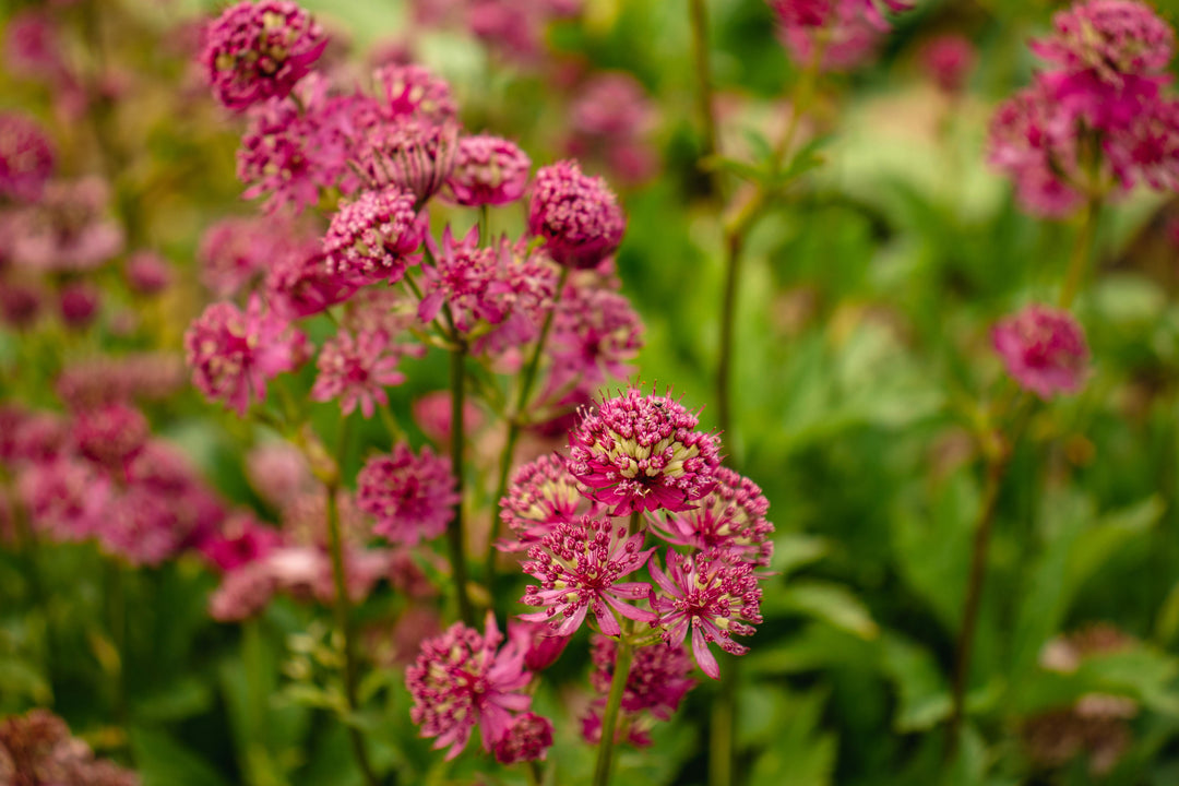 ASTRANTIA maj. Moulin Rouge