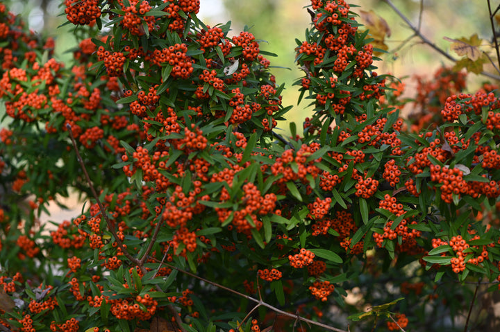 Pyracantha-Berry-2