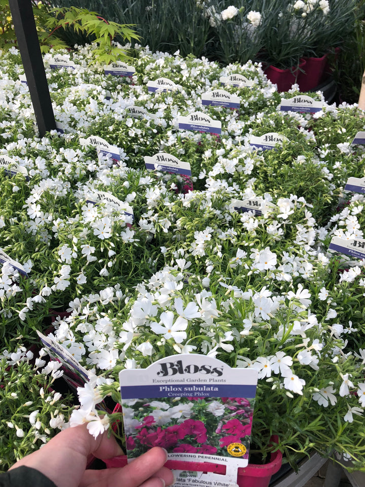 Phlox subulata Fabulous White