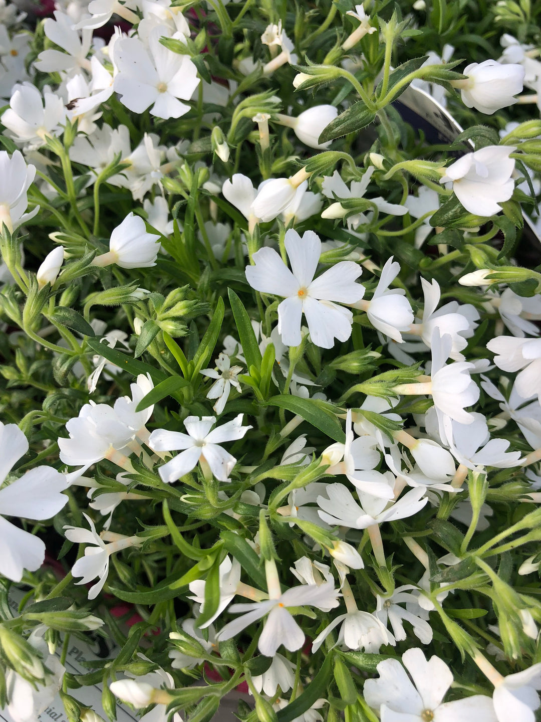 Phlox subulata Fabulous White