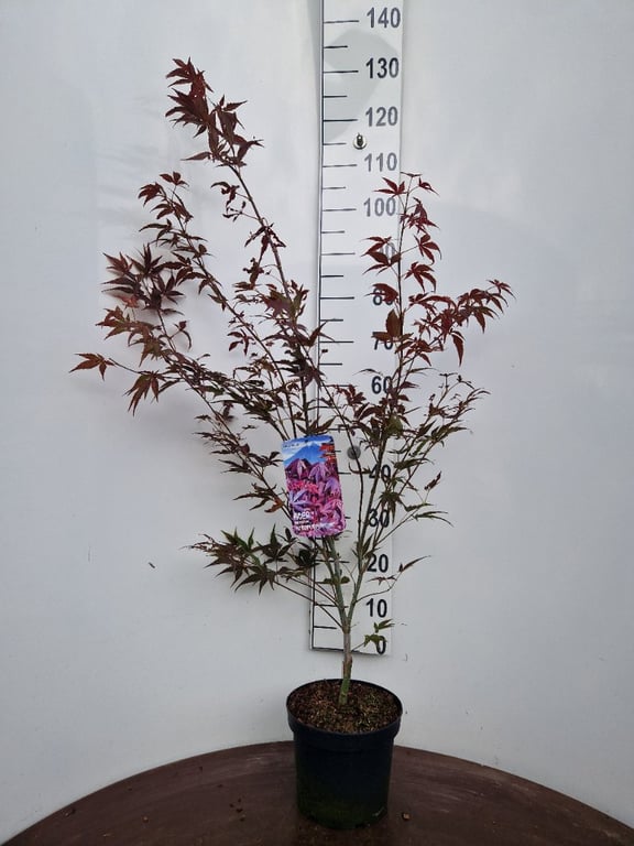 Acer palmatum Atropurpureum  Ltr pot