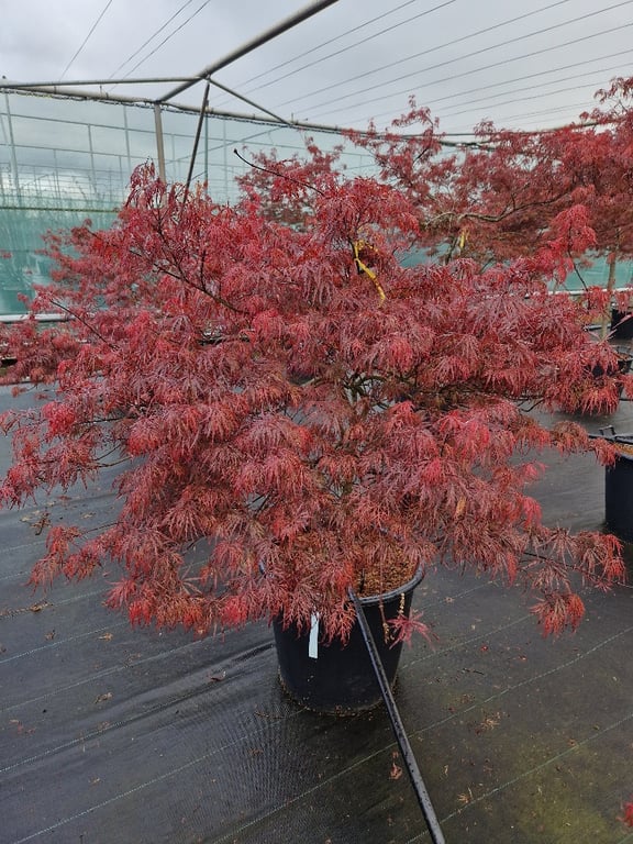 Acer pal. Garnet