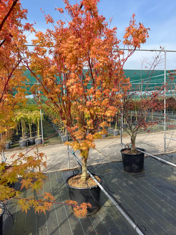 Acer palmatum Sangokaku (80-100 CM)