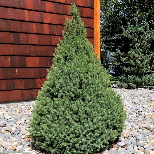 Picea glauca Conica 7.5 Ltr pot