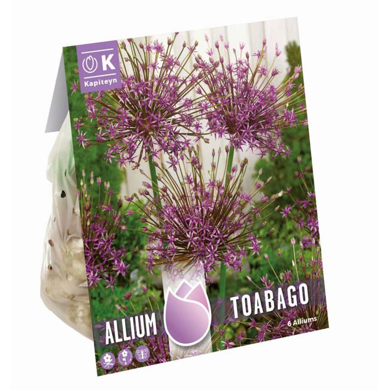 ALLIUM TOABAGO  x 6