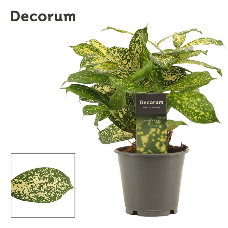 Dracaena surculosa  P12