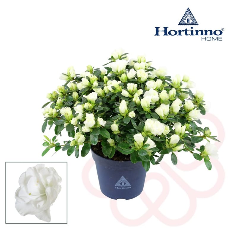 Azalea Hortinno Azajoy white  P13