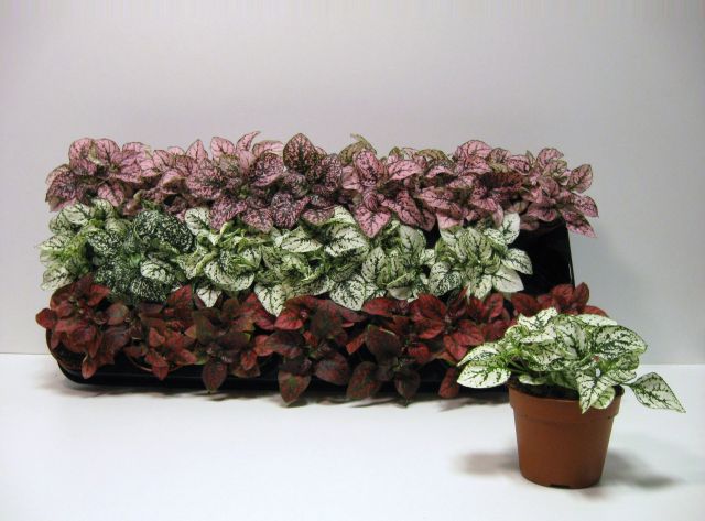 Hypoestes mix  P8.5