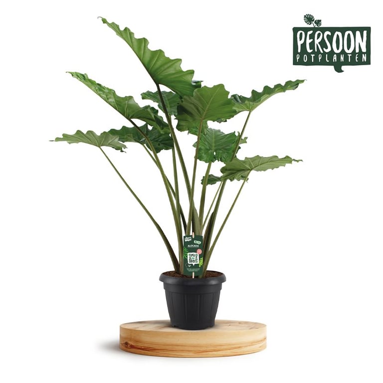 Alocasia Portodora  P35