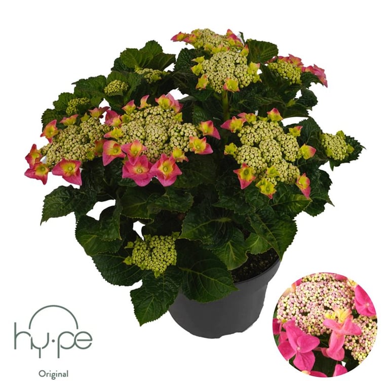 Hydrangea macr. Teller Pink  P23, 7+ flower