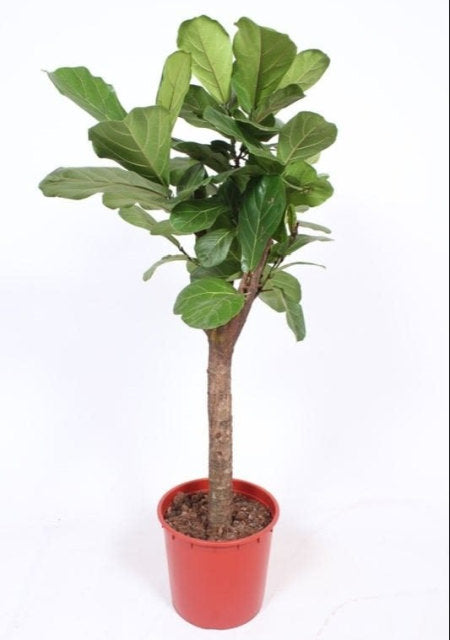 Ficus lyrata  P34  STEM