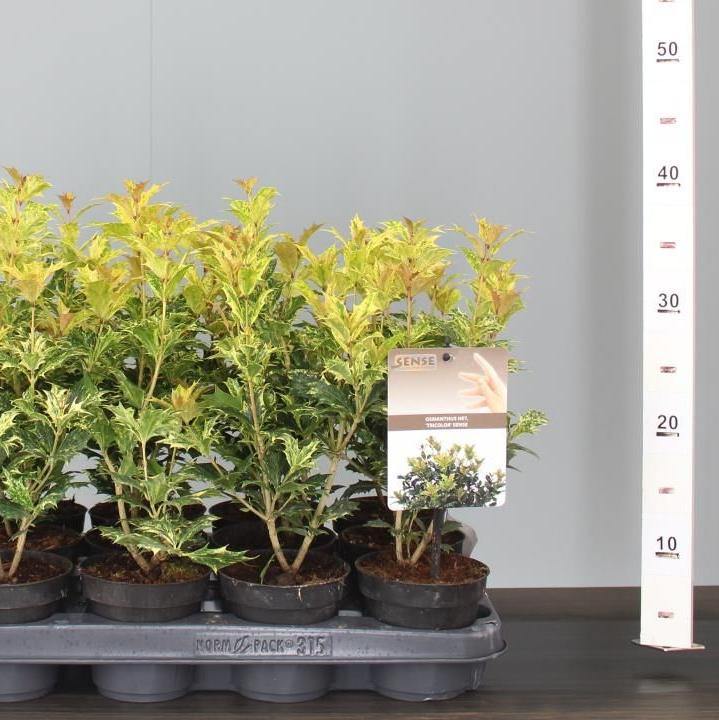 Osmanthus heter. Goshiki  P10.5