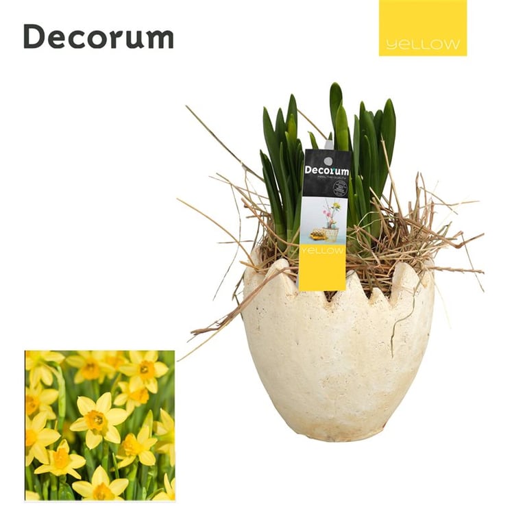 Narcissus arrangement  12 cm egg-shell pot