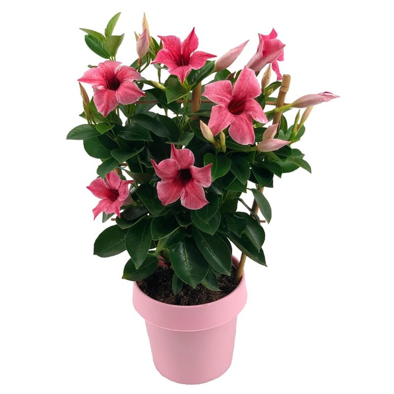 Mandevilla Sundaville Flamingo Pink  P14 clr. pot trellis