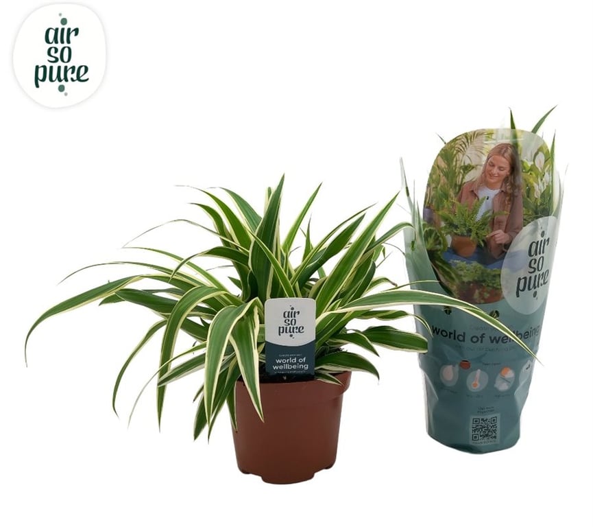 Chlorophytum com. Vittatum  P13 + label