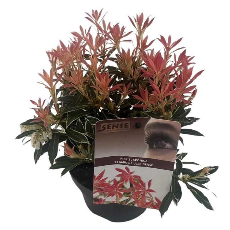 Pieris Flaming Silver  20-30 CM C2