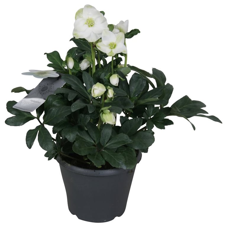 Helleborus Christmas Carol  P17  grade XL