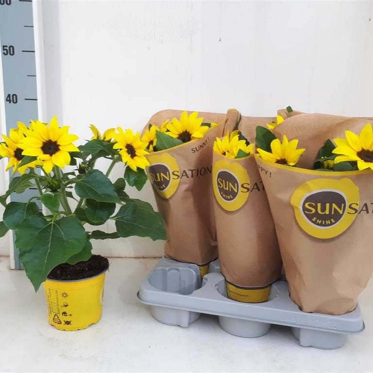 Helianthus Sunsation 13cm Pot ( Sunflower )