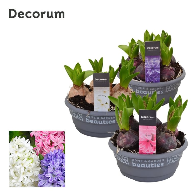 Hyacinthus mix  P16