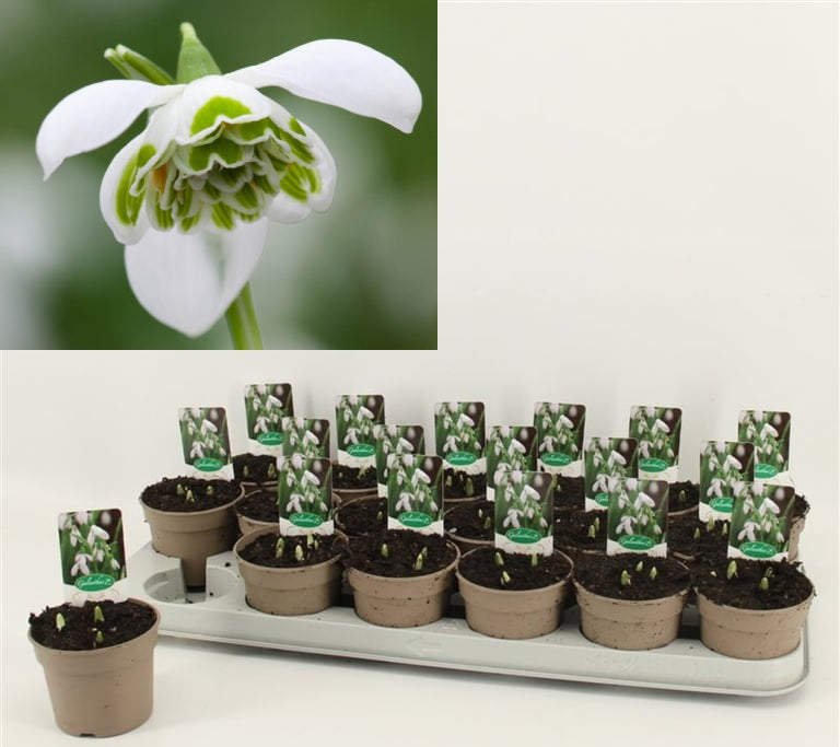 Galanthus Hippolyta  P9