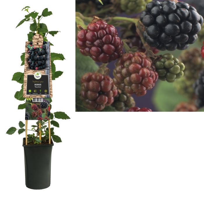 Rubus frut. Thornfree  S-pot(2,25 L)