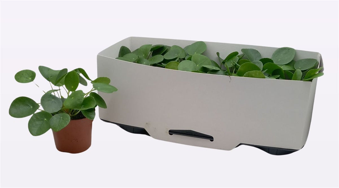 Pilea peperomoides