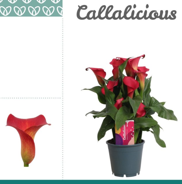 Zantedeschia Red Alert