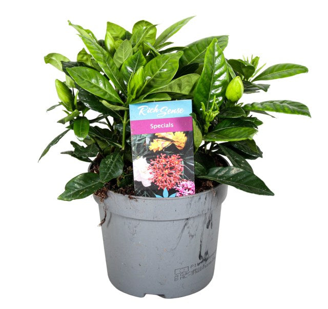 Cape Jasmine Gardenia jasminoides  (13cm Pot)